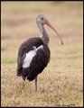 _9SB9653 juvenile white ibis